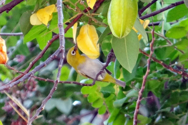 O PODER DA CARAMBOLA