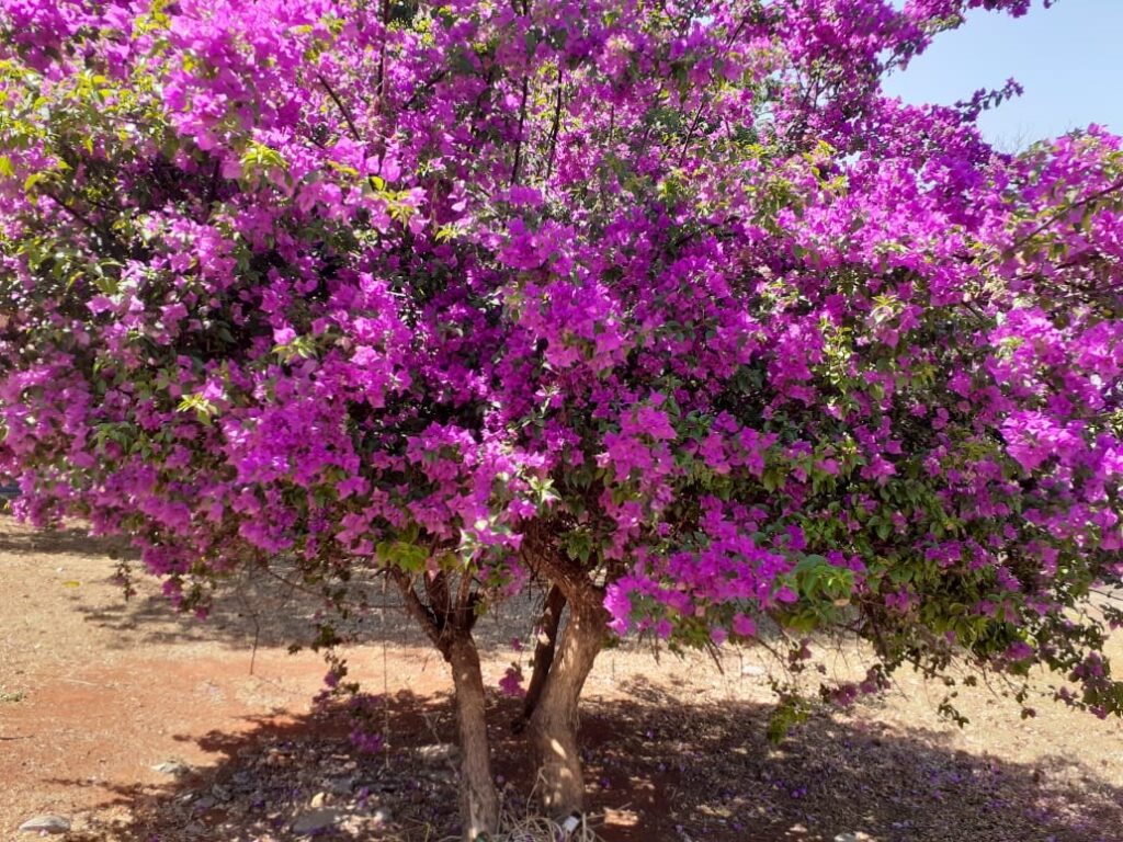 É TEMPO DE PRIMAVERA